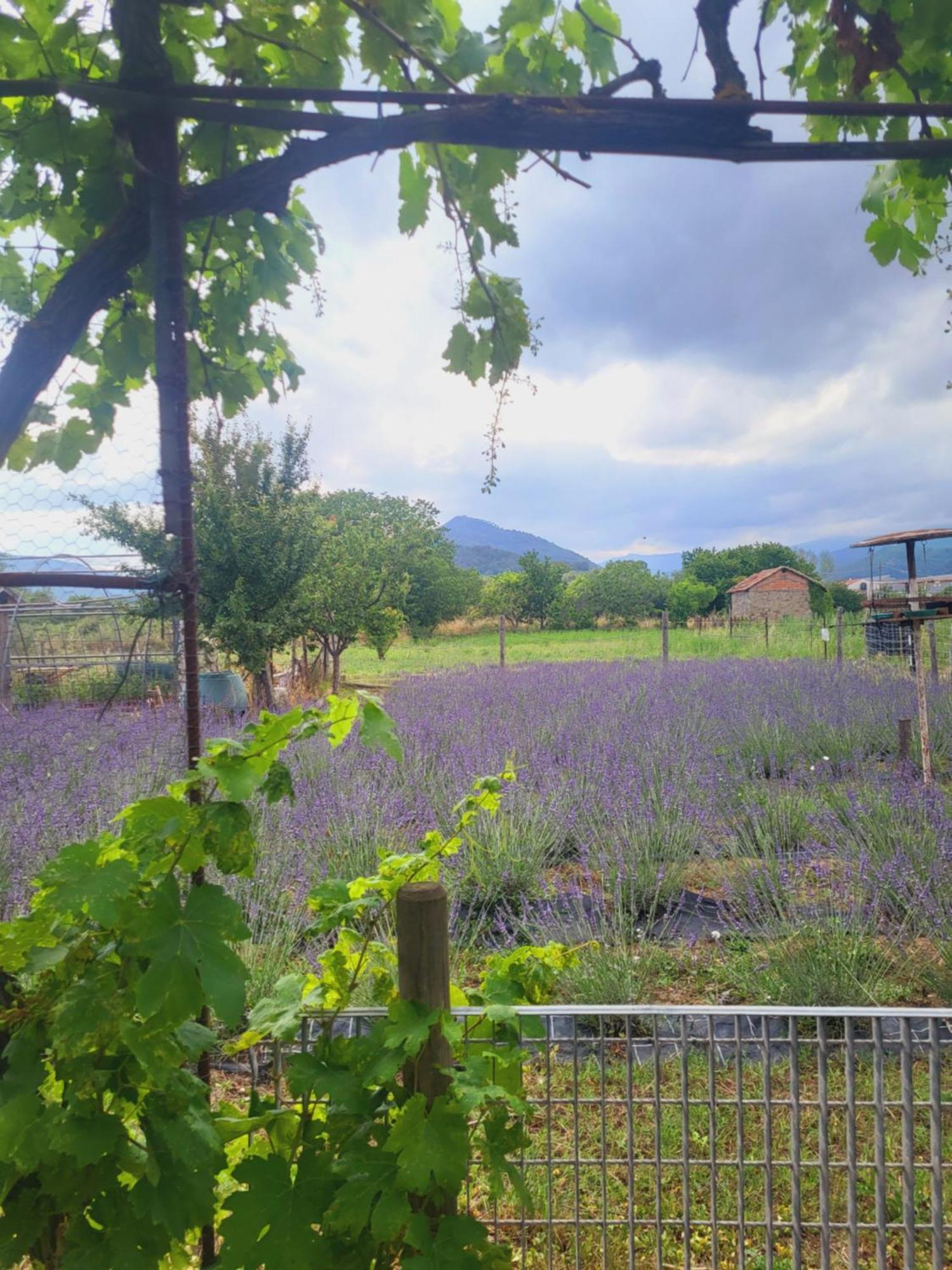 Salvia E Rosmarino - Affittacamere In Liguria Villanova d'Albenga Ngoại thất bức ảnh
