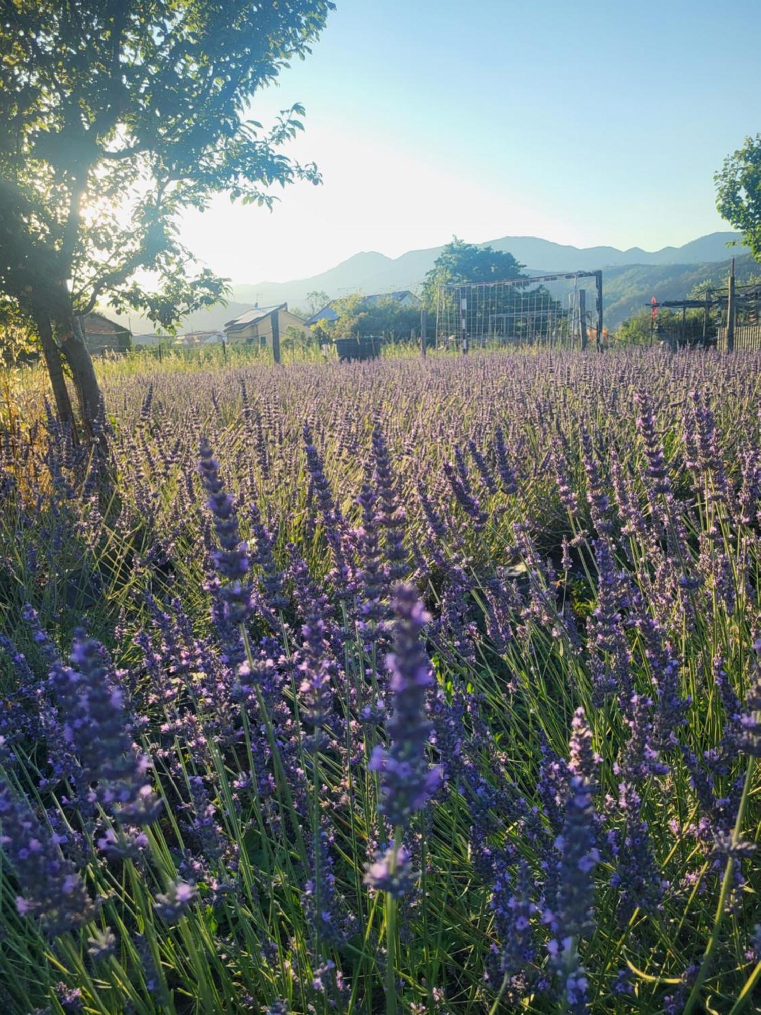 Salvia E Rosmarino - Affittacamere In Liguria Villanova d'Albenga Ngoại thất bức ảnh
