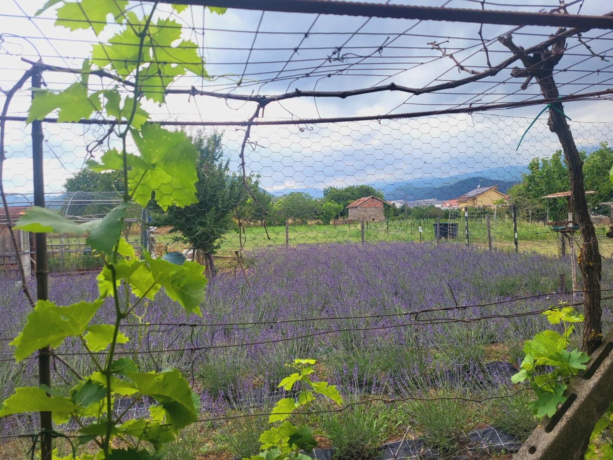 Salvia E Rosmarino - Affittacamere In Liguria Villanova d'Albenga Ngoại thất bức ảnh