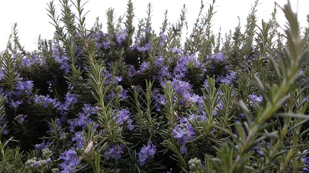 Salvia E Rosmarino - Affittacamere In Liguria Villanova d'Albenga Ngoại thất bức ảnh